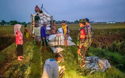 Serapan Gabah BULOG Tembus 300.000 Ton, Siap Hadapi Panen Raya 2025