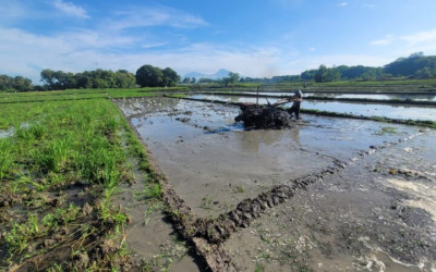 Kementan Pacu Optimalisasi 500.000 Hektare, Demi Ketahanan Pangan 2025