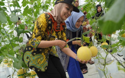 Petani Kendal Sukses Garap Lahan Melon Sempit Pakai Teknologi Modern
