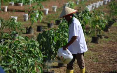 Pertanian dan Padat Karya Jadi Tulang Punggung Ekonomi RI
