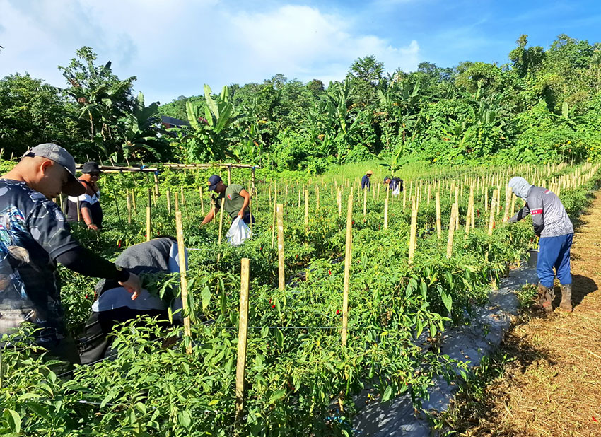 Panen cabai di Mandolang, Minahasa, Sulawesi Utara, Rabu (23/4). [astakom/Baklamla]