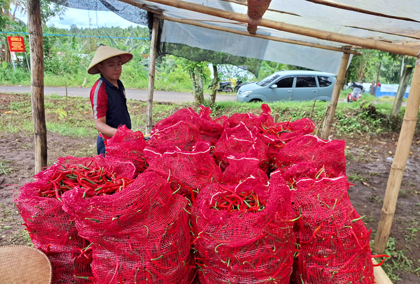Panen cabai di Mandolang, Minahasa, Sulawesi Utara, Rabu (23/4). [astakom/Baklamla]