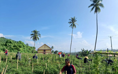 Panen Cabai 1,3 Ton di Minahasa
