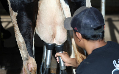 Khofifah Sebut Impor Sapi Bunting Jadi Penguat Dukung Asta Cita Prabowo