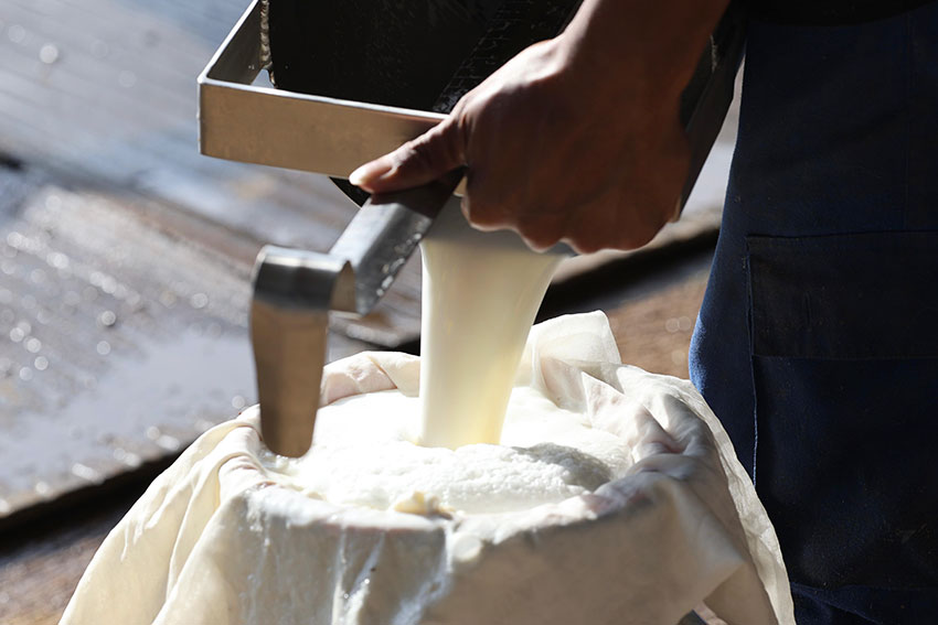 Peternakan Nusa Dairy Indonesia, di Jatinangor, Sumedang, Jawa Barat, Kamis (17/4). [astakom/Andi M Ilham]