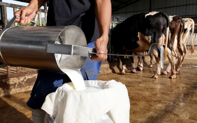 Susu Program Makan Bergizi Gratis
