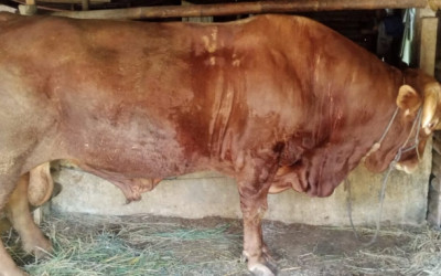 Begini Kondisi Calon Sapi Kurban Presiden Prabowo dari Purbalingga