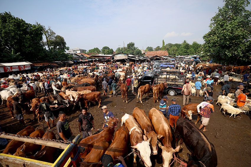 Suasana Pasar Hewan Jonggol, di Kabupaten Bogor, Jawa Barat, Kamis (29/5). [astakom/Muhammad Syauqi Amrullah]