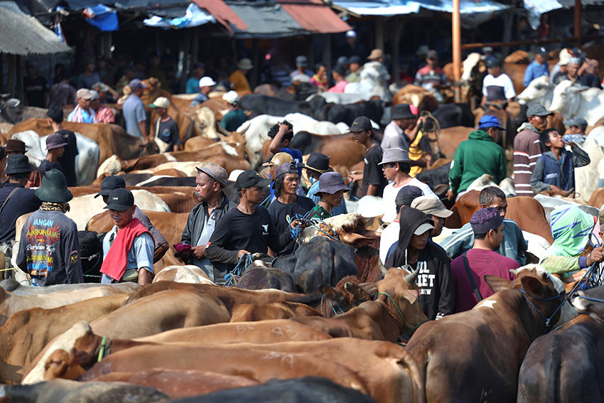 Suasana Pasar Hewan Jonggol, di Kabupaten Bogor, Jawa Barat, Kamis (29/5). [astakom/Muhammad Syauqi Amrullah]