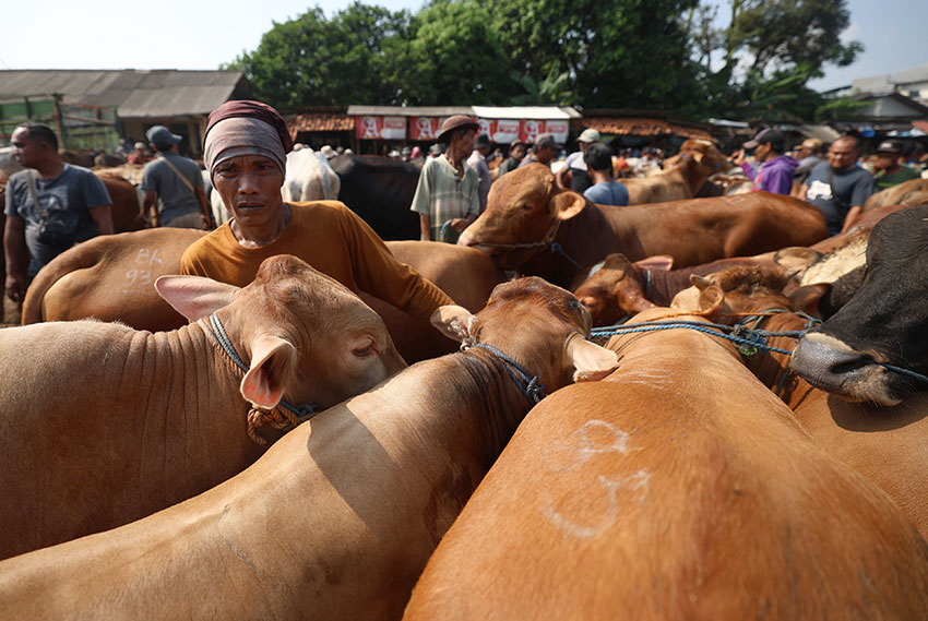 Suasana Pasar Hewan Jonggol, di Kabupaten Bogor, Jawa Barat, Kamis (29/5). [astakom/Muhammad Syauqi Amrullah]