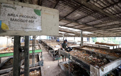 Maggot Sumber Pakan Ternak Bergizi Tinggi