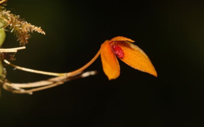 Penemuan Spesies Baru Anggrek Kalimantan: Bulbophyllum bukitrayaense