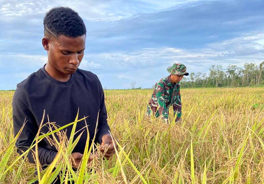 Panen perdana di Kampung Wanam, Merauke, Papua , Jumat (16/5). [astakom/Kementan]