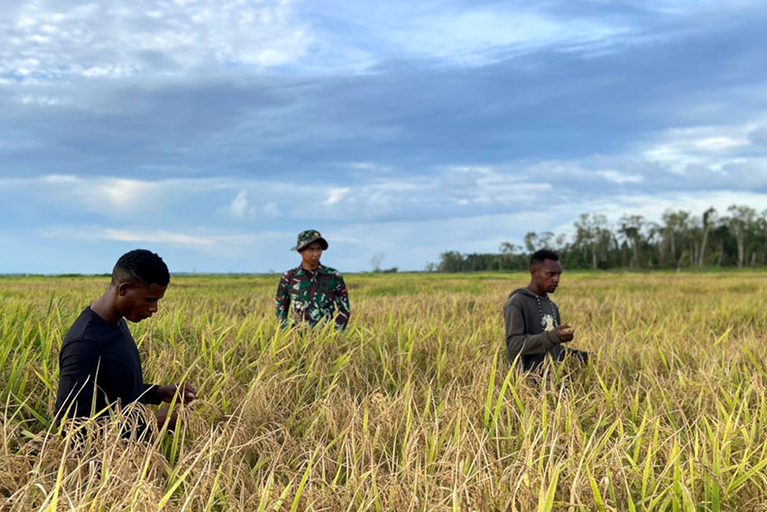 Panen perdana di Kampung Wanam, Merauke, Papua , Jumat (16/5). [astakom/Kementan]