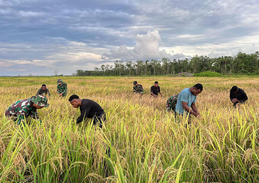 Panen perdana di Kampung Wanam, Merauke, Papua , Jumat (16/5). [astakom/Kementan]