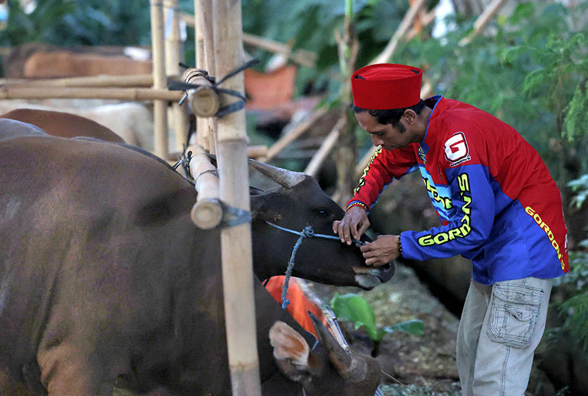 Pedagang hewan kurban di kolong tol Bekasi-Cawang-Kampung Melayu (Becakayu), Jakarta, Selasa (27/5). [astakom/M Syauqi Amrullah]