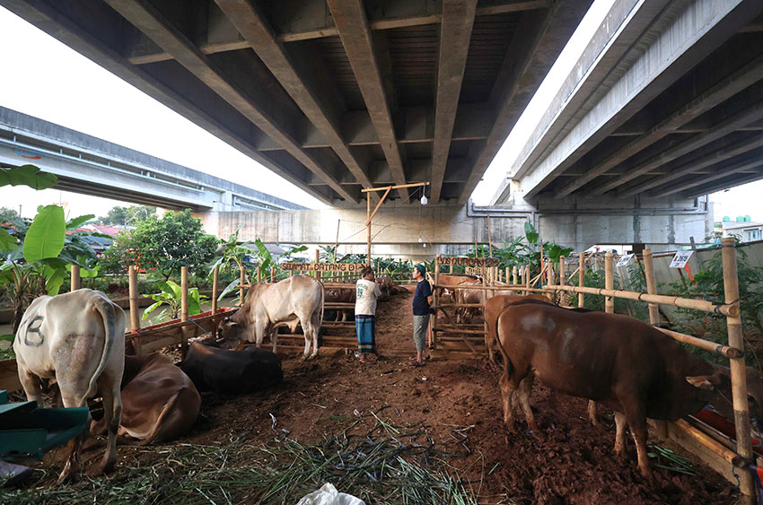 Pedagang hewan kurban di kolong tol Bekasi-Cawang-Kampung Melayu (Becakayu), Jakarta, Selasa (27/5). [astakom/M Syauqi Amrullah]