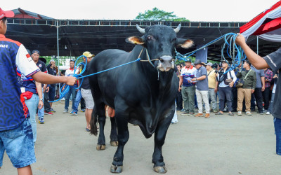 APPSI Apresiasi Presiden Prabowo: Beli 985 Sapi Kurban
