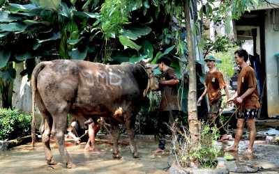 DPP Partai Gerindra Tebar 150 Hewan Kurban di Jabodetabek