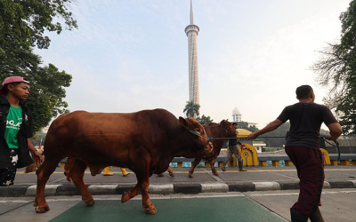 Daging Kurban untuk 2000 Anak Yatim