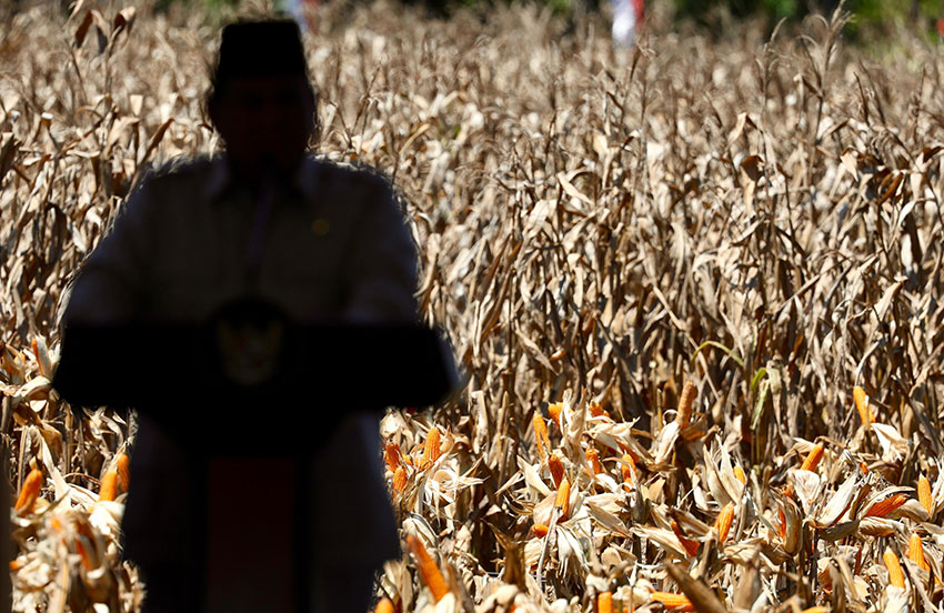 Presiden Prabowo melakukan Panen Raya Jagung Serentak di Kabupaten Bengkayang, Kalimantan Barat, Kamis (5/6). [Tim Media Presiden]
