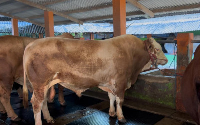 Iduladha 1446 H, Kementan Pastikan Ketersediaan Hewan Kurban Yang Aman, Sehat, dan Halal
