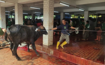 BPMI Istiqlal: Total Hewan Kurban 55 Sapi dan 81 Kambing Disembelih