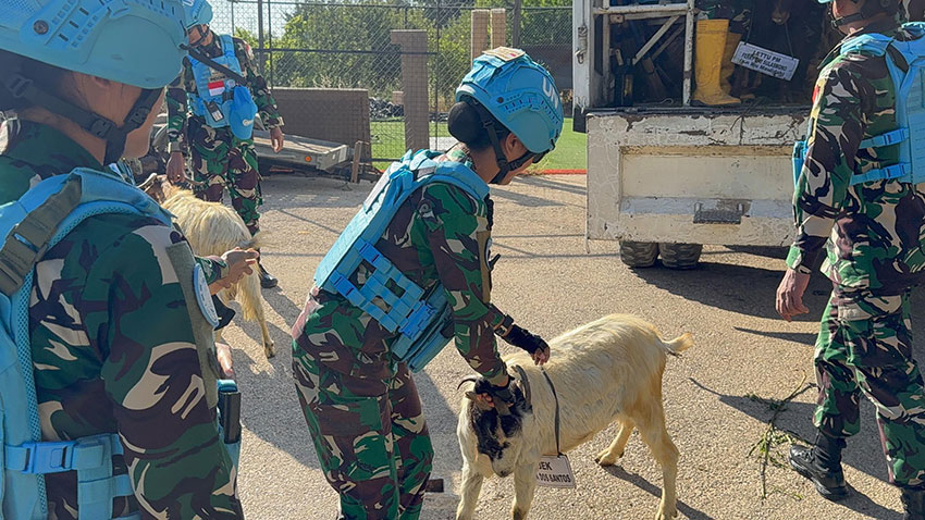 Satgas Indobatt memberikan hewan kurban, di Lebanon Selatan, di AOR Indobatt, Jumat (6/6). [astakom/Pen TNI]