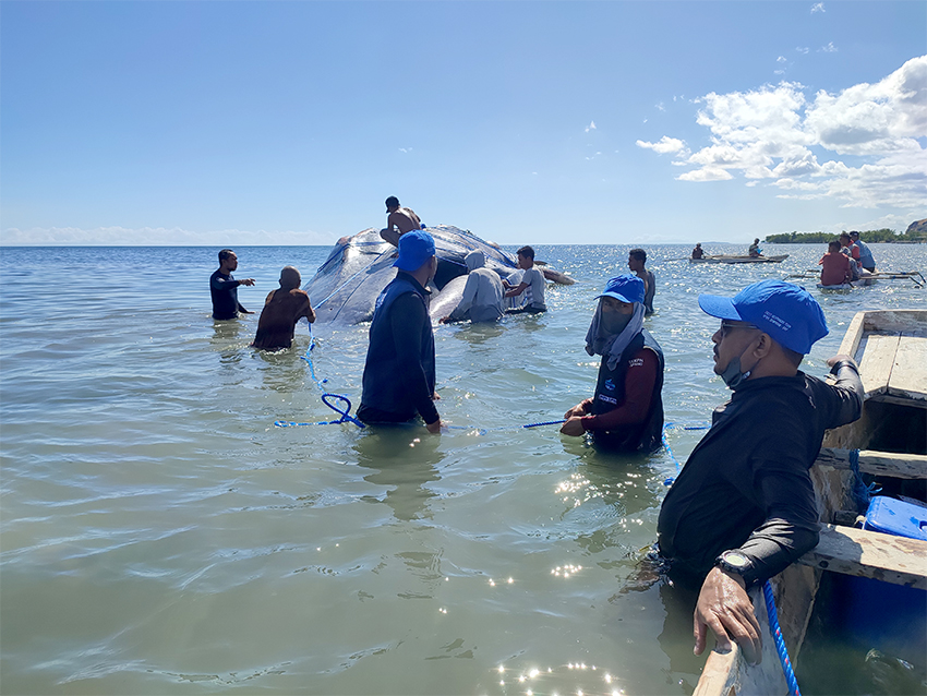 BKKPN Kupang Mengevakuasi bangkai Paus Biru Kerdil, di Pantai Temkuna, TTU, NTT, Kamis (31/7) .[astakom/BKKPN]