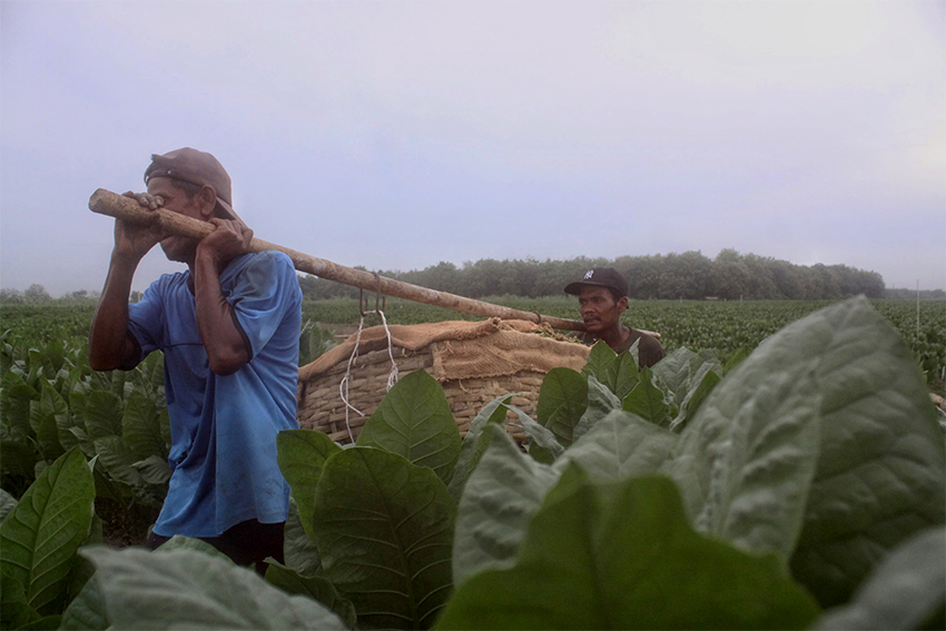 Kebun Tembakau Deli, di kawasan Hamparanperak Deliserdang, Medan, Sumtera Utara, Sabtu (19/7). [astakom/str-Iwan Gunadi]
