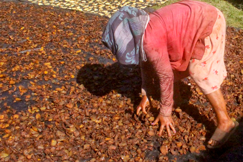 Petani Asam Glugur, di Kabupaten Deli Serdang, Sumatera Utara, Senin (21/7). [astakom/str-Iwan Gunadi]