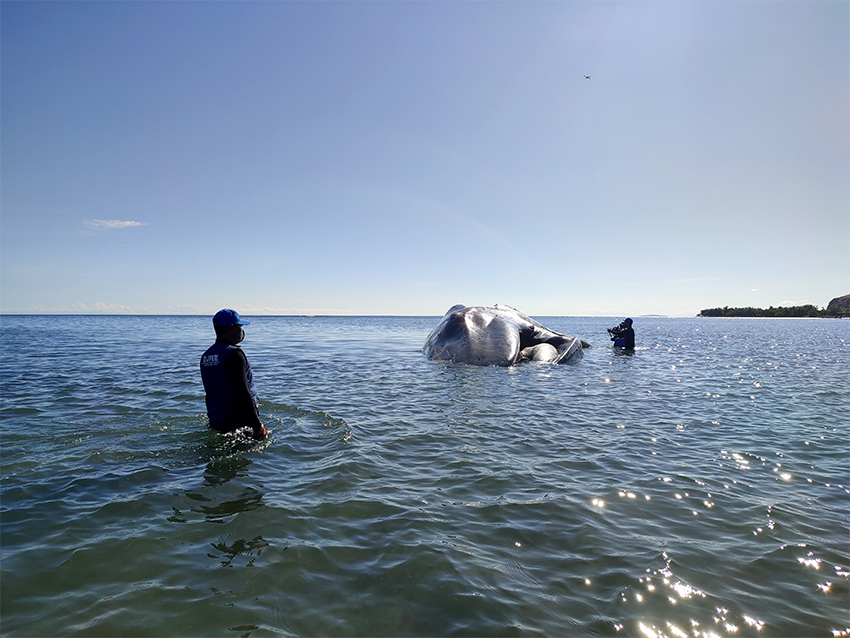 BKKPN Kupang Mengevakuasi bangkai Paus Biru Kerdil, di Pantai Temkuna, TTU, NTT, Kamis (31/7) .[astakom/BKKPN]