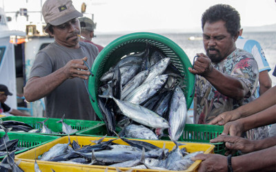 Tangkapan Ikan Cakalang di Maluku Utara Turun Drastis