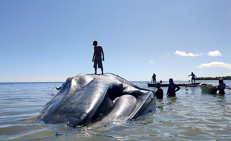 BKKPN Kupang Mengevakuasi bangkai Paus Biru Kerdil, di Pantai Temkuna, TTU, NTT, Kamis (31/7) .[astakom/BKKPN]