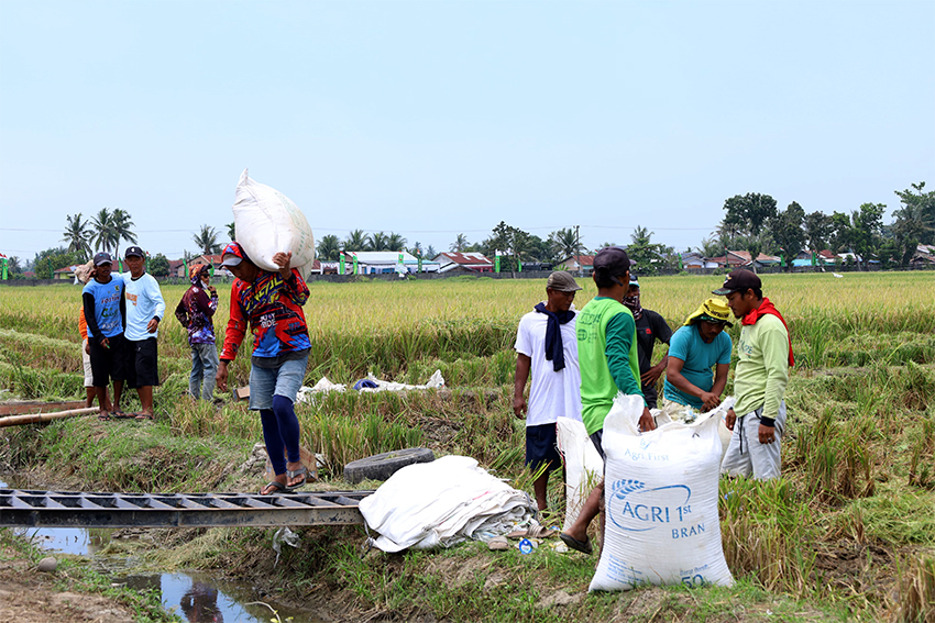 Panen Raya Padi di lahan Kodam I/Bukit Barisan, di Desa Sidoarjo Ramunia, Deli Serdang, Sumatera Utara, Kamis (10/7). [astakom/Pen TNI]