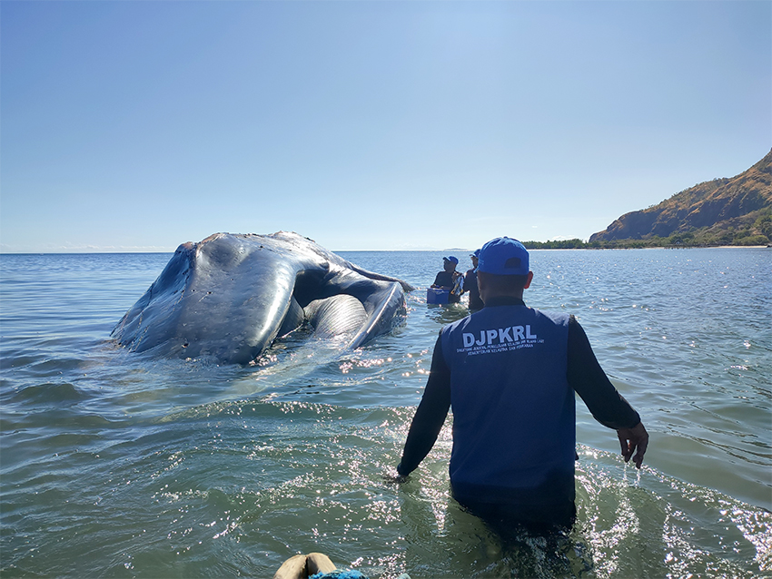 BKKPN Kupang Mengevakuasi bangkai Paus Biru Kerdil, di Pantai Temkuna, TTU, NTT, Kamis (31/7) .[astakom/BKKPN]