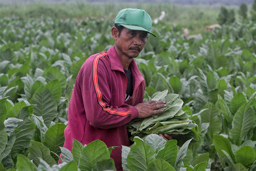 Kebun Tembakau Deli, di kawasan Hamparanperak Deliserdang, Medan, Sumtera Utara, Sabtu (19/7). [astakom/str-Iwan Gunadi]