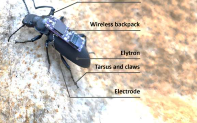Teknologi ‘Cyborg Beetle’ Siap Ubah Cara Tim SAR Temukan Korban