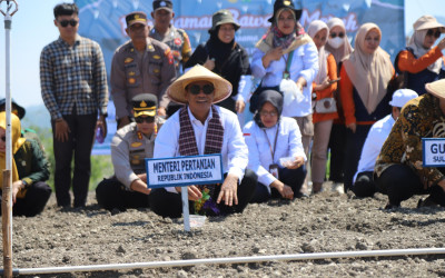 Mentan Canangkan Majene Jadi "Kabupaten Bawang" di Sulawesi Barat, Pasok Kawasan Timur Indonesia