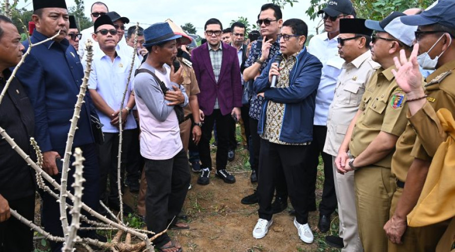 Ketika Singkong Tak Lagi Menghidupi, Suara Petani Lampung di Tengah Derasnya Impor