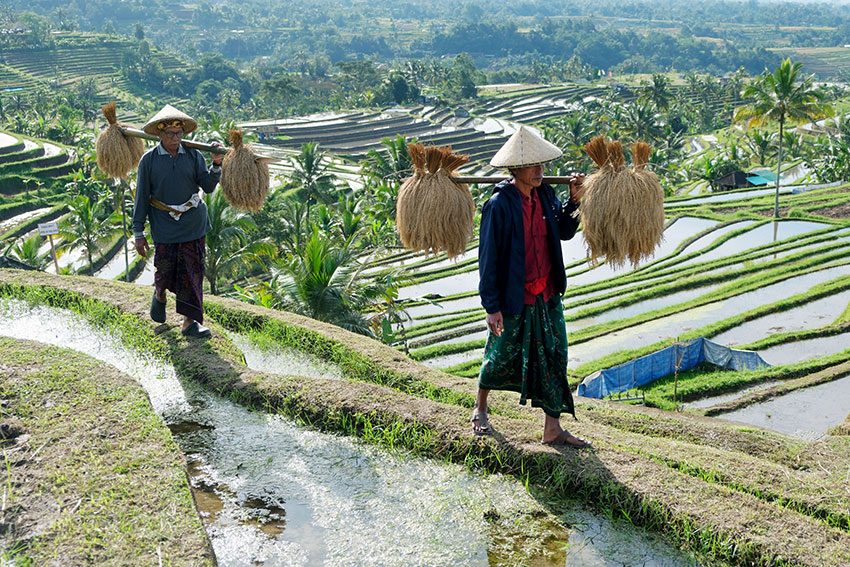 Jatiluwih Festival 2025, di Tabanan, Bali, Sabtu (19/7). [astakom/str-Putu Yuka]