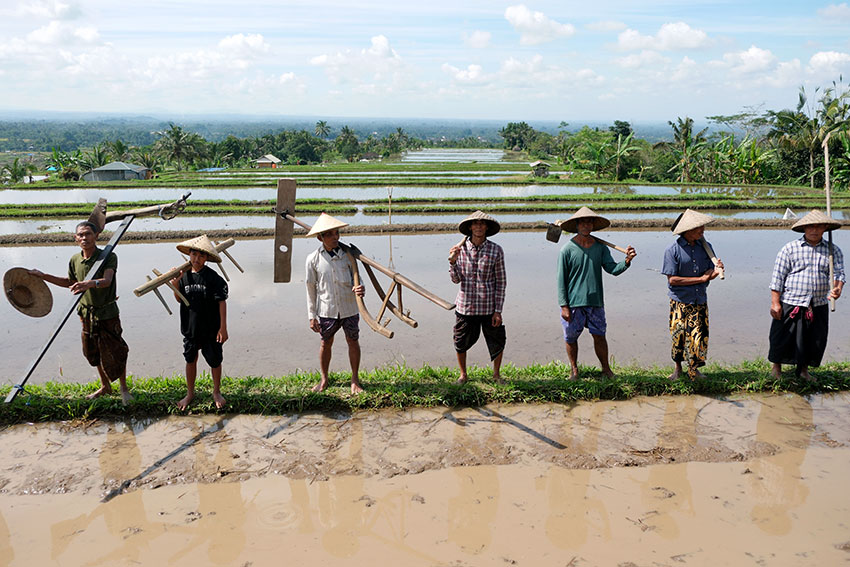 Jatiluwih Festival 2025, di Tabanan, Bali, Sabtu (19/7). [astakom/str-Putu Yuka]