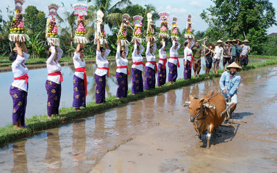 Jatiluwih Festival 2025