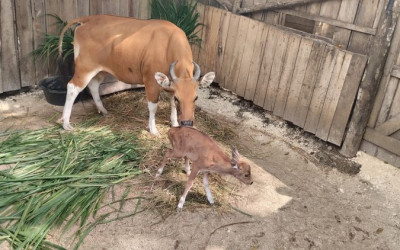 Exploitasia, Banteng Jawa yang Lahir di Pusat Reintroduksi Pangandaran