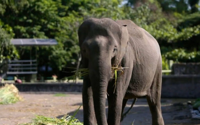 Gajah Sumatera Terancam Punah, Pemerintah dan Aktivis Dorong Konservasi Serius