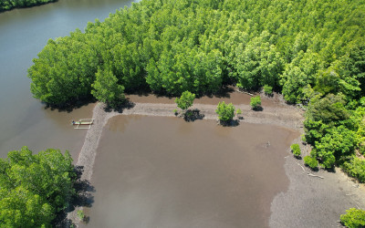 Dari Donggala untuk Dunia: Enam Desa Bergerak Selamatkan Mangrove