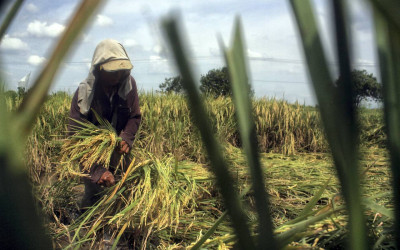 Panen Melimpah! Produksi Beras Indonesia di 2025 Diproyeksi Capai