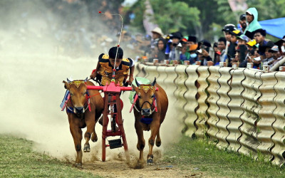 Peserta Karapan Sapi Berebut Tiket Piala Presiden 2025