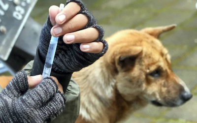 Evakuasi Anjing Liar di Tabanan Bali