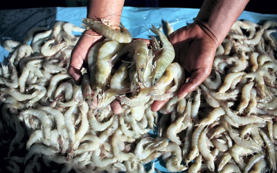 Harga Udang Vaname Anjlok Drastis